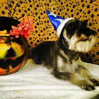 Canine Design Midtown - They also take photos of your puppy during holidays! Super cute and fun! - Pet Groomers Near Me - Reno, Nevada