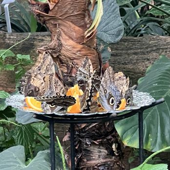 Niagara Parks Butterfly Conservatory - Zoos Near Me - Niagara Falls, Ontario