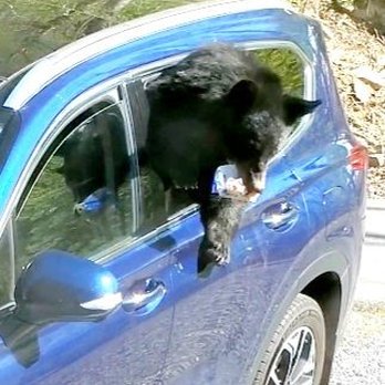 Keys Boat and RV Detailing - Mama bear - Auto Detailing Near Me