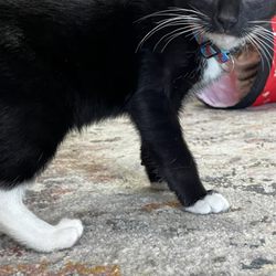 Whiskers Cat Cafe