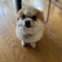 Photo of Sparky's Pet Grooming