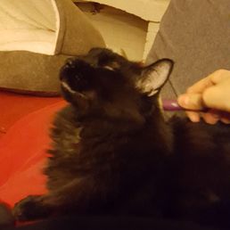 Jimmy, the cat no previous pet sitter ever witnessed, enjoying some grooming from Gretel.