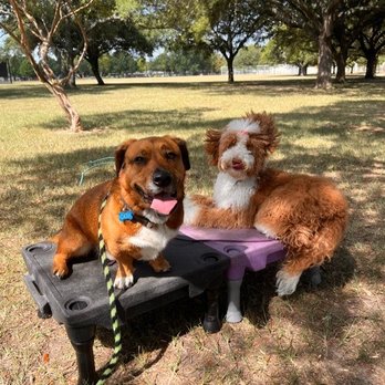 Off Leash K9 Training - Pet Training Near Me