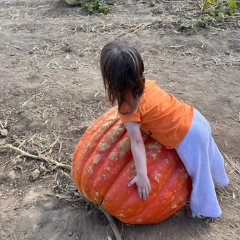 Bishop's Pumpkin Farm - Very large pumpkin - Christmas Trees Near Me - Wheatland, California Bishop's Pumpkin Farm - Very large pumpkin - Christmas Trees Near Me - Wheatland, California