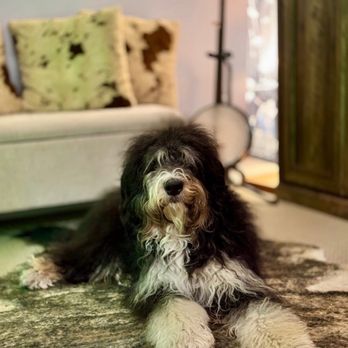 SoCal Veterinary Hospital - Veterinarians Near Me - San Marcos, California SoCal Veterinary Hospital - Veterinarians Near Me - San Marcos, California
