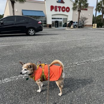 Petco - He's happy to be here - Pet Training Near Me - Yulee, Florida Petco - He's happy to be here - Pet Training Near Me - Yulee, Florida