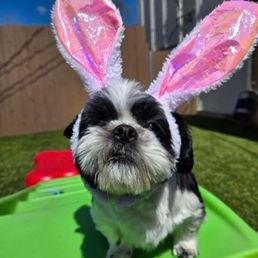 Easter picture at Pampered Pup'z