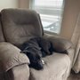 Humane Society of Clinton County