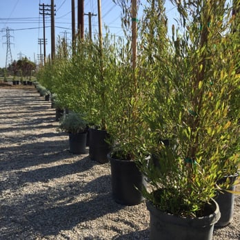 Crown Valley Nursery - Dodonaea 'Purpurea' - Nurseries & Gardening Near Me - Pasadena, California