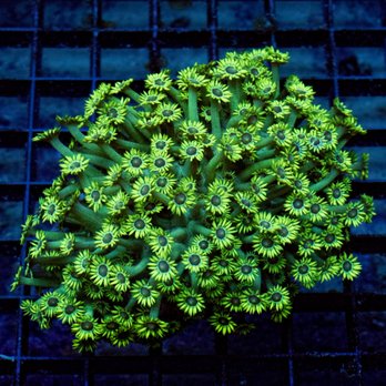 Matt's Corals & Service - Aquarium Services Near Me - Gahanna, Ohio