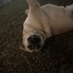 DAK's Dog Ranch