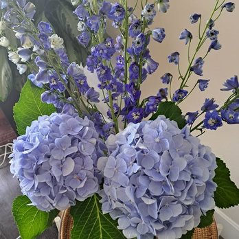 Sieck Claymore C Flrst - Hydrangeas and Larkspur (delphiniums) - Florists Near Me - Baltimore, Maryland