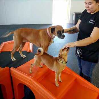 K-9 to Five - Happy fur kids on in the cage-free indoor play space at K-9 to Five. - Pet Groomers Near Me - Vancouver, Washington K-9 to Five - Happy fur kids on in the cage-free indoor play space at K-9 to Five. - Pet Groomers Near Me - Vancouver, Washington