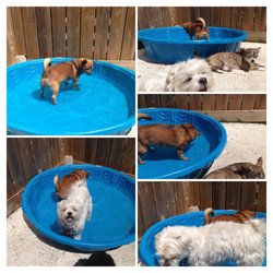 Petite Urban Pooch - Pool time is a favourite activity in the summer
