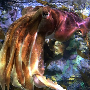 Sea Life Melbourne Aquarium - Cuttle fish - Venues & Event Spaces Near Me - Melbourne, VIC Sea Life Melbourne Aquarium - Cuttle fish - Venues & Event Spaces Near Me - Melbourne, VIC