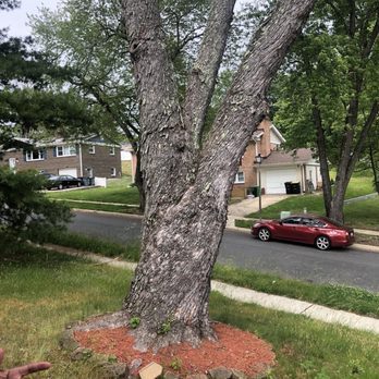 23 Trees - Huge tree in front yard - Tree Services Near Me - Alexandria, Virginia