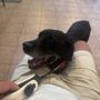 Animal Wellness Hospital