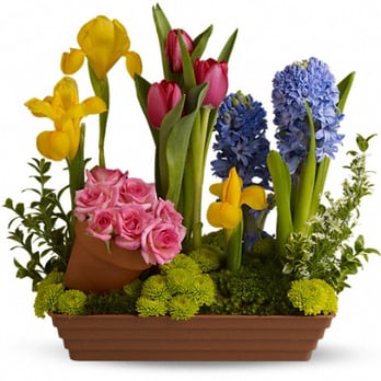 Flowers 4 U - Spring Favorites - Florists Near Me - Garden City, Michigan Flowers 4 U - Spring Favorites - Florists Near Me - Garden City, Michigan