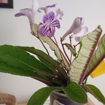 Serres Lavoie - Streptocarpus 'Ladyslippers Grape Ice' - Nurseries & Gardening Near Me - Laval, Quebec