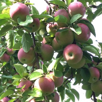 Gathering Winds Farm & Orchard - Look at 'em apples - Farmers Market Near Me - Poland, Maine Gathering Winds Farm & Orchard - Look at 'em apples - Farmers Market Near Me - Poland, Maine