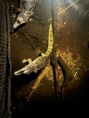 Omaha's Henry Doorly Zoo and Aquarium by null