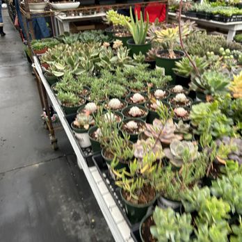 Highway 92 Succulents - Nurseries & Gardening Near Me - Half Moon Bay, California Highway 92 Succulents - Nurseries & Gardening Near Me - Half Moon Bay, California