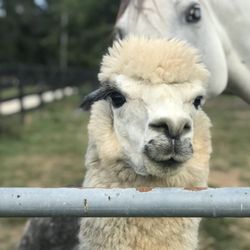 Wild Rose Equestrian Center - Reco our resident alpaca