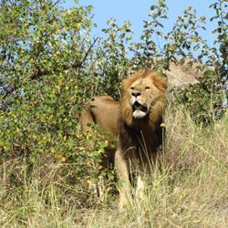 The Great Canadian Travel Group - Lion in Tanzania