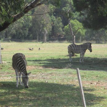 Werribee Open Range Zoo - Zebras - Zoos Near Me - Werribee South, VIC Werribee Open Range Zoo - Zebras - Zoos Near Me - Werribee South, VIC