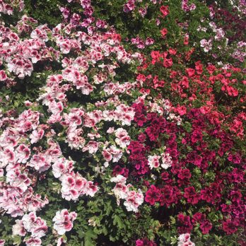 The Flower Fields - beautiful - Venues & Event Spaces Near Me - Carlsbad, California The Flower Fields - beautiful - Venues & Event Spaces Near Me - Carlsbad, California