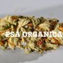 Photo of PSA Organica