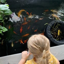 Ocean Realms - Koi fish
