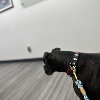 Veterinary Eye Clinic - She's camera shy - Veterinarians Near Me - Alhambra, California Veterinary Eye Clinic - She's camera shy - Veterinarians Near Me - Alhambra, California