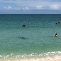 Manatees and dolphins can be seen Manatees and dolphins can be seen