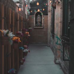 La Mona Rosa