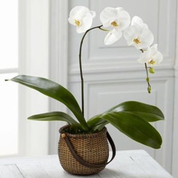 1. The Flower Bucket
