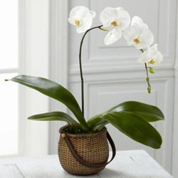 The Flower Bucket