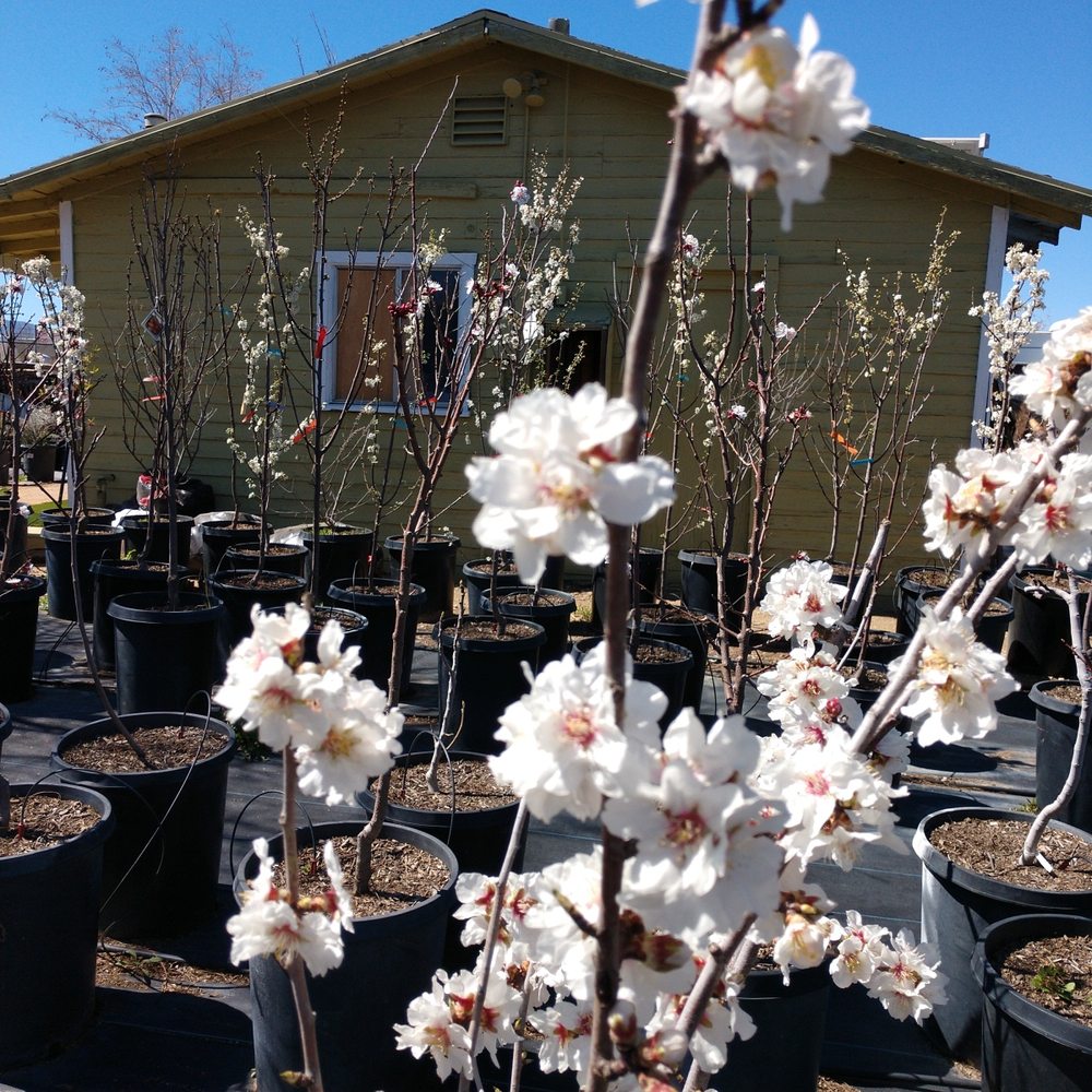 GREEN VALLEY NURSERY 49 Photos & 34 Reviews 42607 Sierra Hwy