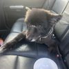 Pet Port gift card