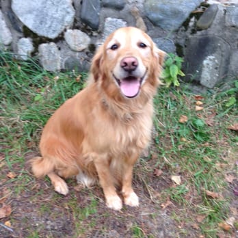 Vagabond Mutt - Vagabond Mutts took excellent care of our fur baby! - Dog Walkers Near Me Vagabond Mutt - Vagabond Mutts took excellent care of our fur baby! - Dog Walkers Near Me