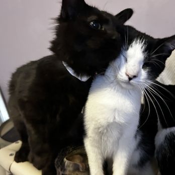 Angels With Paws - Pesto and Montrose - Animal Shelters Near Me - Lakewood, Colorado Angels With Paws - Pesto and Montrose - Animal Shelters Near Me - Lakewood, Colorado