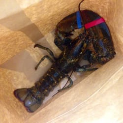 E Star Asian Market - 1.5lb for 11 bucks!