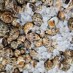 Lucky Seafood supermarket - Periwinkle Snails
