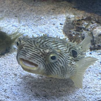 Liberty Science Center - Puffer fish - Museums Near Me - Jersey City, New Jersey Liberty Science Center - Puffer fish - Museums Near Me - Jersey City, New Jersey