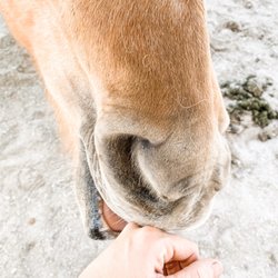 Bauer Equine - She's so happy after a stressful move!