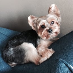 Just groomed