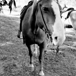 Triangle X Ranch - Roman... My horse for the week