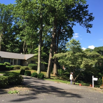 Tall Tree Service - Tree Services Near Me Tall Tree Service - Tree Services Near Me
