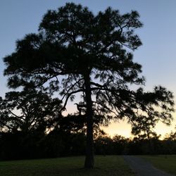 Pine Island Ridge - The Ridge at dusk
