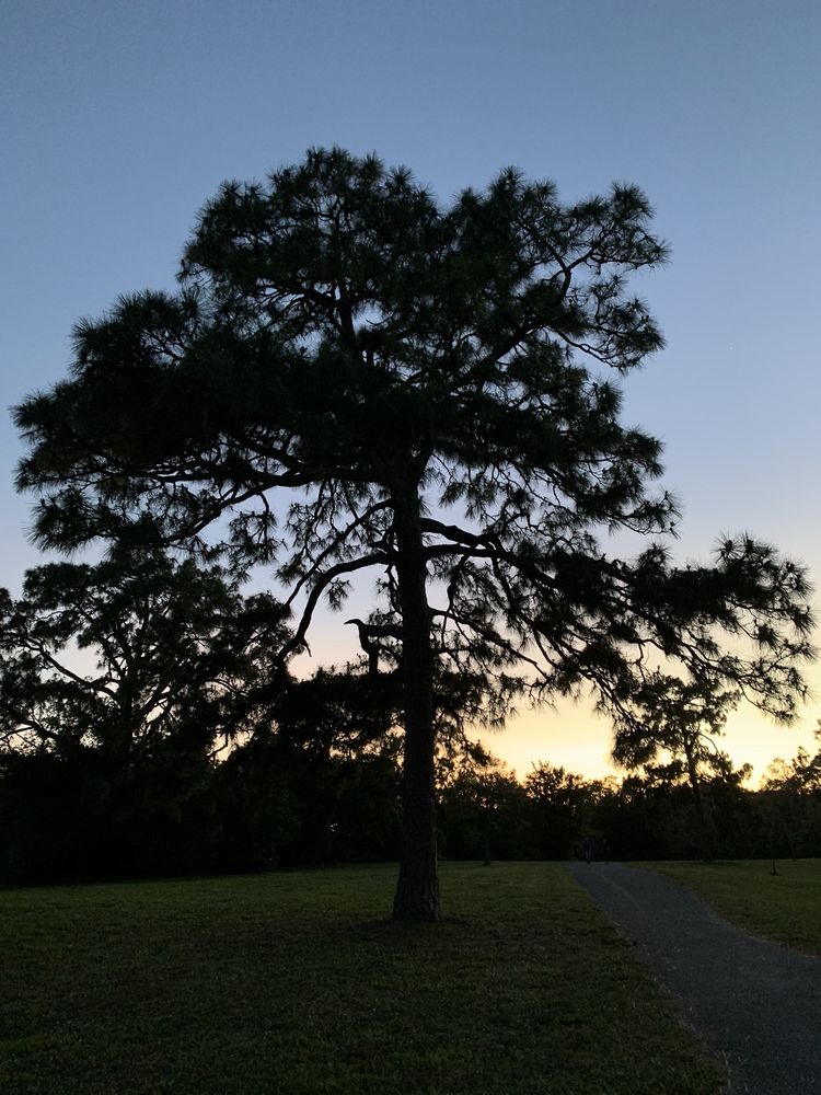 Pine Island Ridge Logo